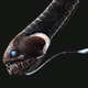 Un especimen de Idiacanthus antrostomus, el segundo pez más negro estudiado.